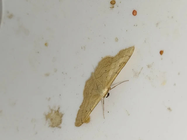Idaea aversata - nagy sávosaraszoló