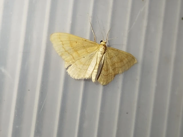 Idaea rufaria - vörhenyes sávosaraszoló