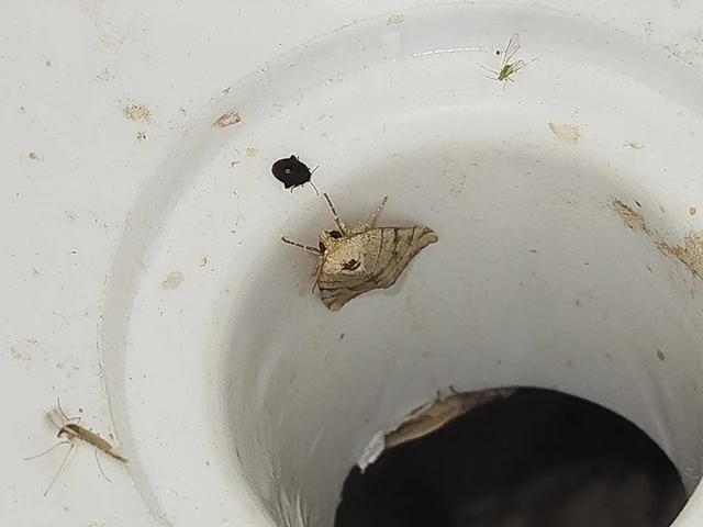 Cosmia trapezina - közönséges lombbagoly
