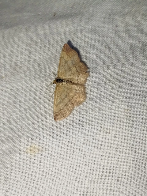 Scopula rubiginata - réti pirosaraszoló