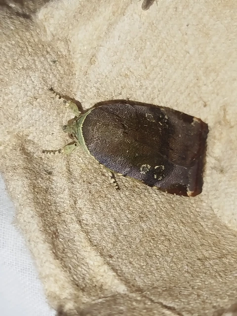 Noctua janthe/janthina