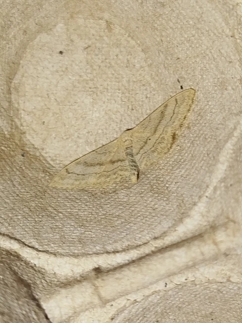 Idaea deversaria - egyszínű sávosaraszoló