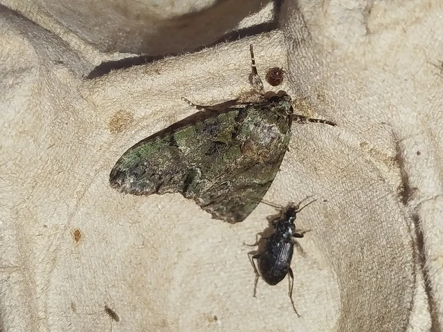Polyphaenis sericata - selyemfényű erdeibagoly