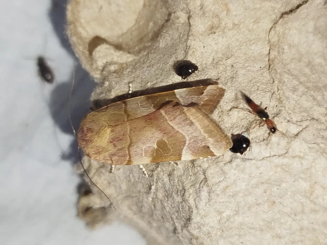 Noctua fimbriata - szélessávú sárgafűbagoly