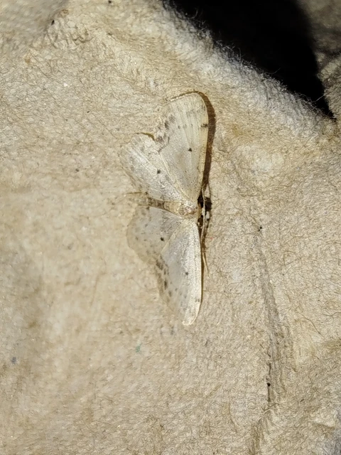 Idaea dimidiata - gyakori apróaraszoló