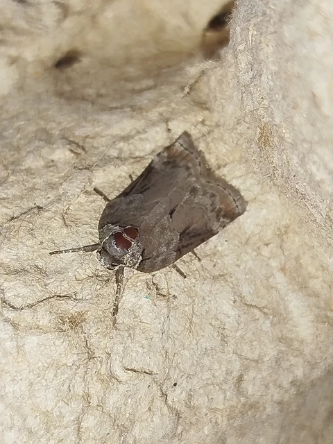 Nycteola siculana - fűz-trapézbagoly