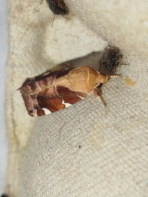 Cosmia diffinis - szilfa-lombbagoly