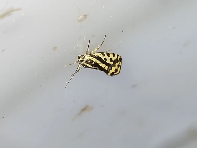 Emmelia trabealis - zebrabagoly