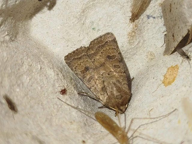 Hoplodrina octogenaria - barna selymesbagoly