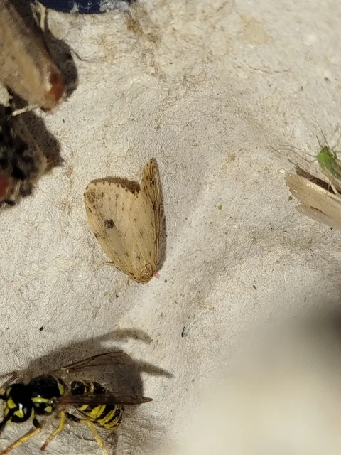 Thumata senex - mocsári medvelepke
