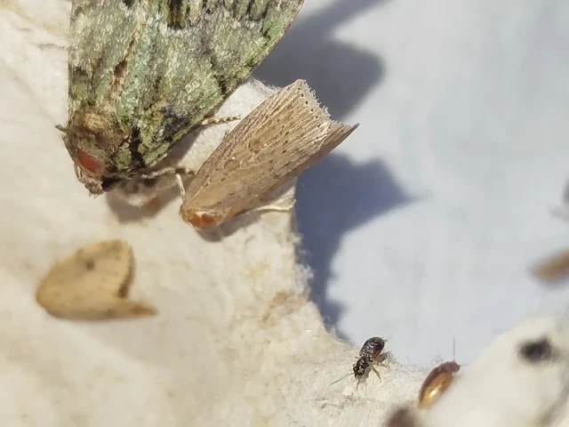 Chilodes maritima - négyfoltos nádibagoly