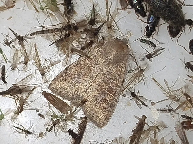 Parastichtis suspecta - sötét erdeibagoly