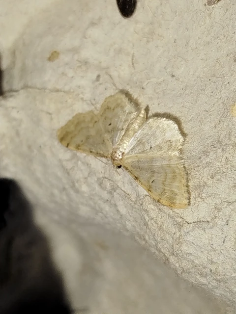 Idaea fuscovenosa - szürkeszélű apróaraszoló