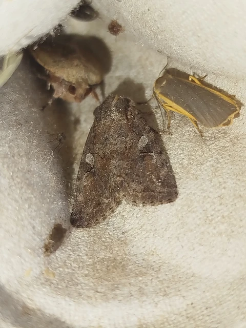 Apterogenum ypsillon - ipszilon-erdeibagoly