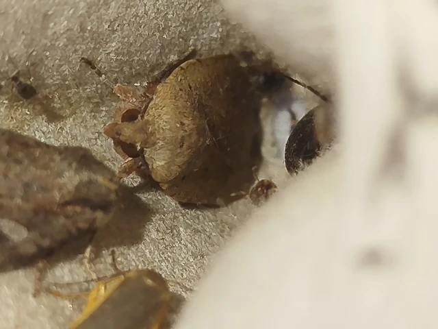 Noctua comes - kis sárgafűbagoly