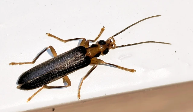 Nacerdes carniolica - karnóliai álcincér