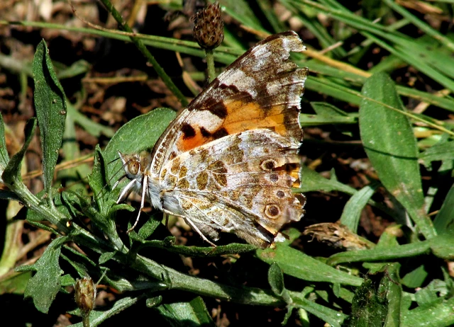Vanessa cardui - bogáncslepke