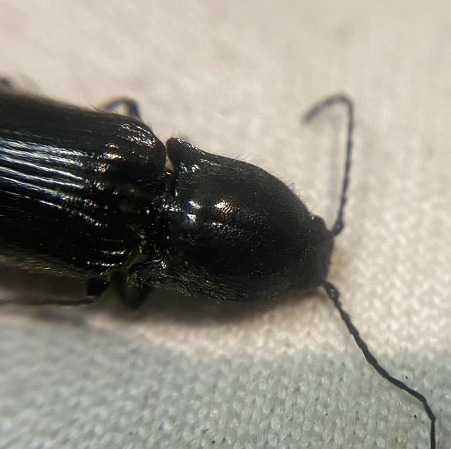 Hemicrepidius niger - szerecsenpattanó