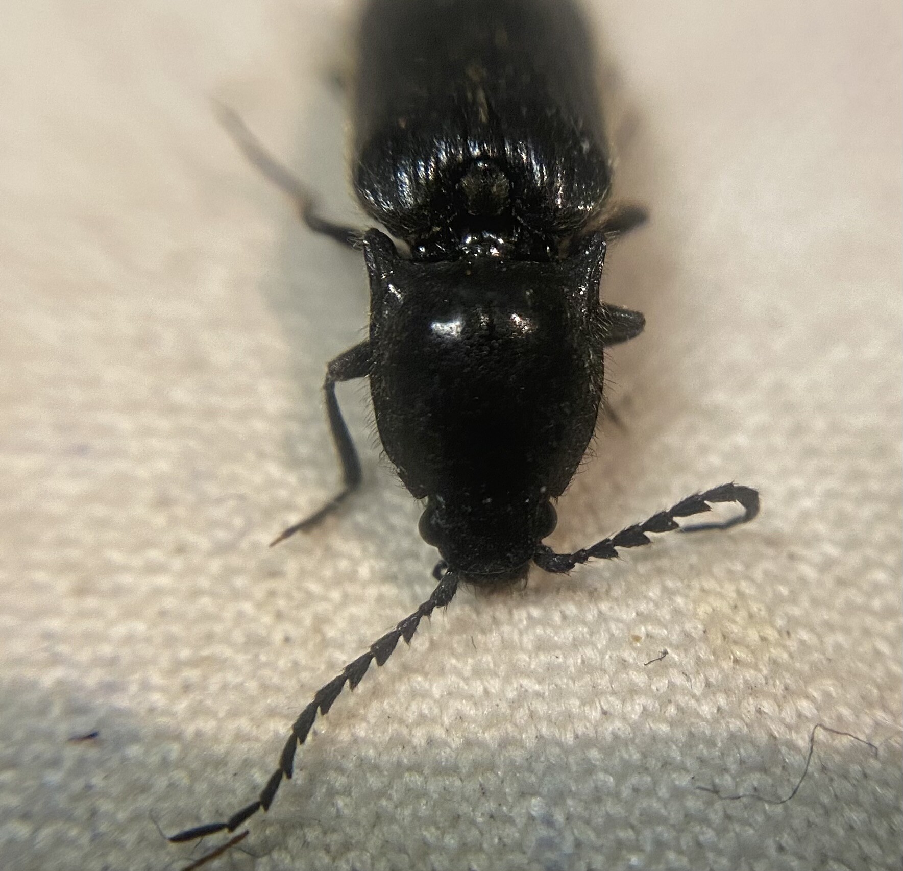 Hemicrepidius niger - szerecsenpattanó
