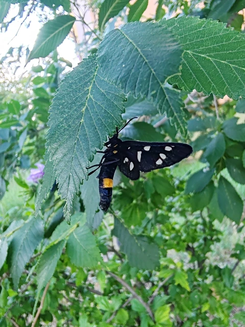 Amata phegea - fehérpettyes álcsüngőlepke