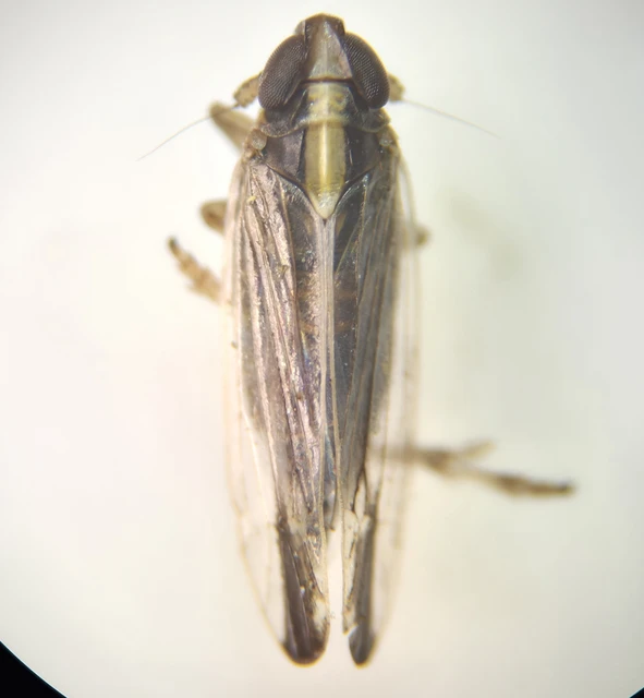 Auchenorrhyncha - Kabócák