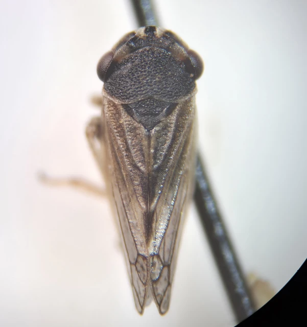 Megophthalmus scabripennis Megophthalmus scabripennis