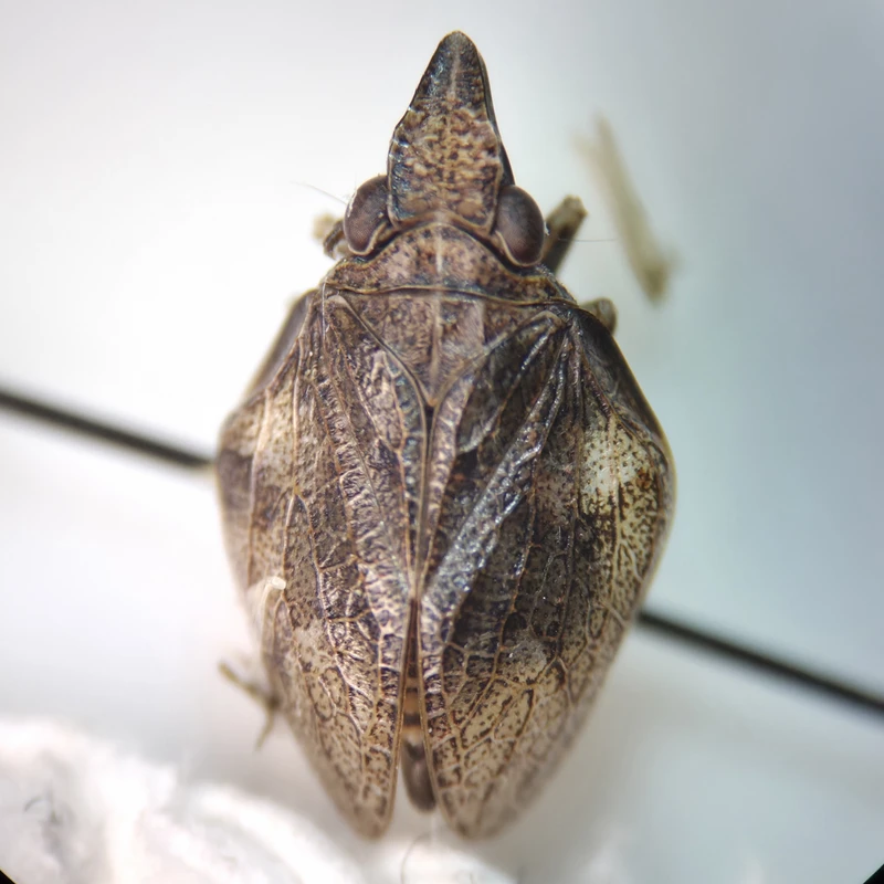 Mycterodus cuniceps