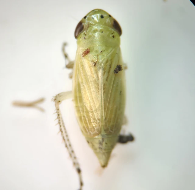Graphocraerus ventralis Graphocraerus ventralis