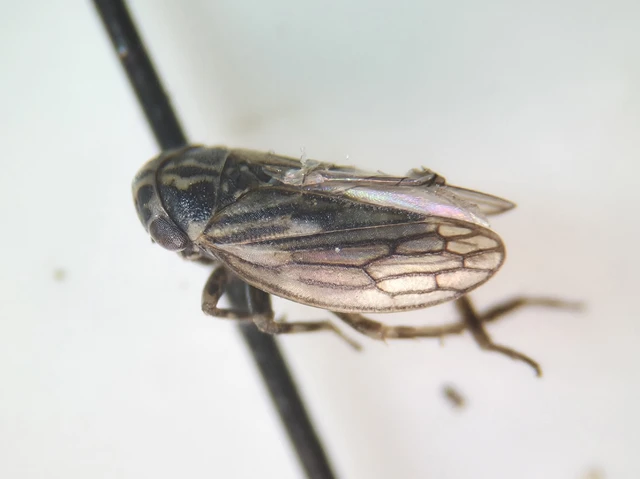 Anaceratagallia Anaceratagallia