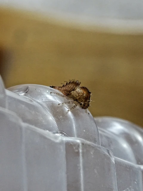 Stictocephala bisonia - bivalykabóca