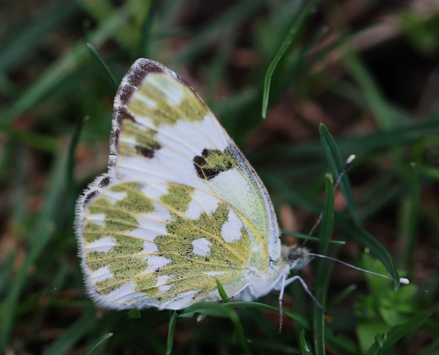 Pontia edusa - rezedalepke