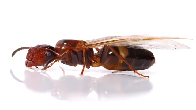 Colobopsis truncata - kapushangya