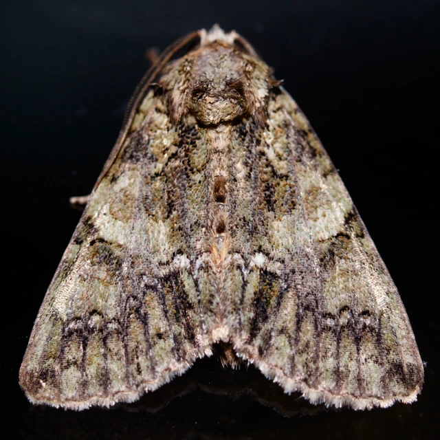 Polyphaenis sericata - selyemfényű erdeibagoly