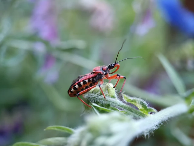 Rhynocoris iracundus - közönséges gyilkospoloska