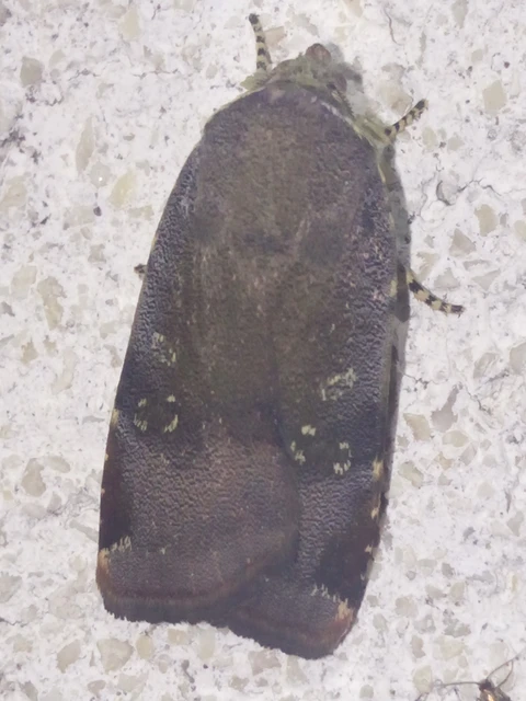 Noctua janthe/janthina