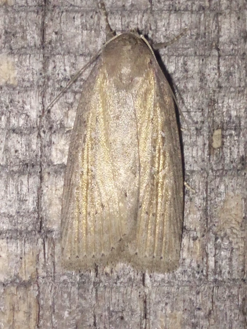 Chilodes maritima - négyfoltos nádibagoly