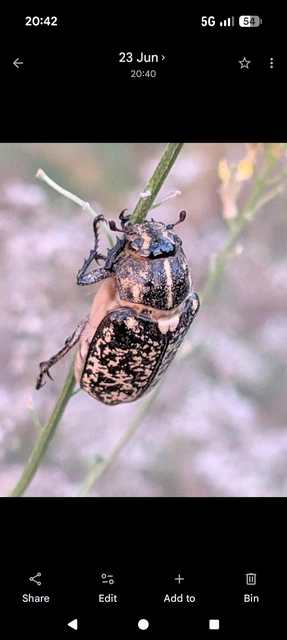 Polyphylla fullo - csapó cserebogár