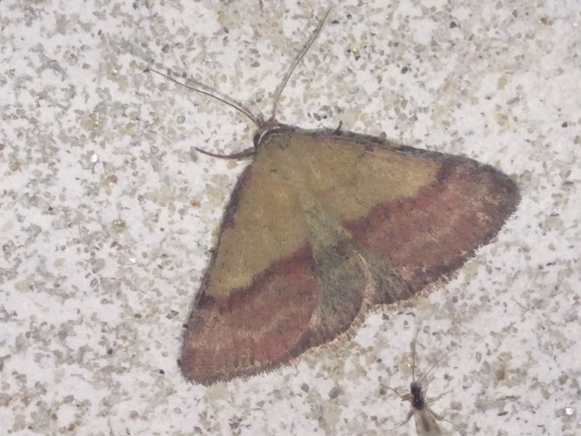 Phytometra viridaria - pirossávos bagoly