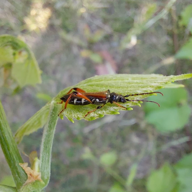 Stenopterus rufus - tarkacsápú keskenyfedőscincér