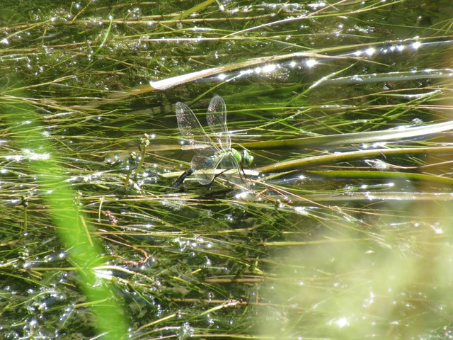 Anax imperator - zöld óriásacsa Anax imperator - zöld óriásacsa