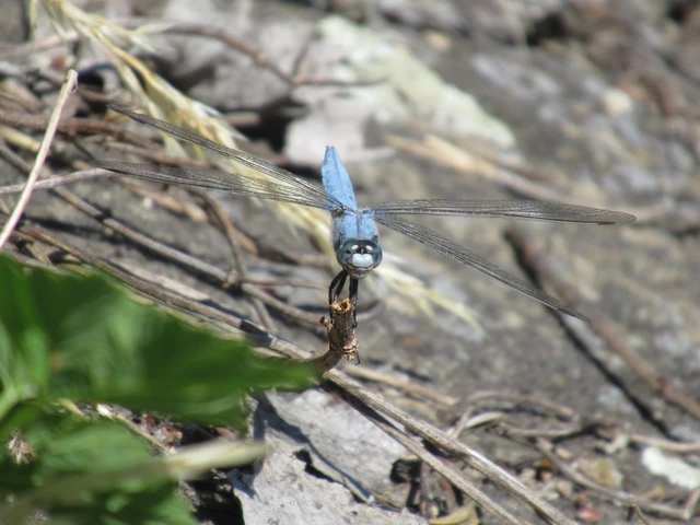 Orthetrum brunneum - pataki pásztorszitakötő