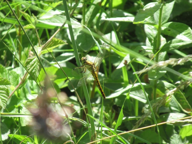 Orthetrum cancellatum - feketefarkú pásztorszitakötő