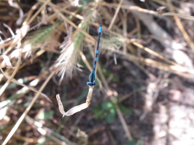 Coenagrion scitulum - mediterrán légivadász