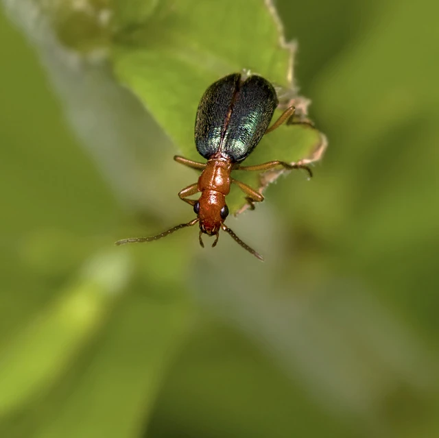 Brachinus nigricornis - feketelábú pöfögőfutó