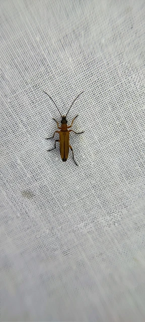 Oedemera podagrariae - székfű-álcincér