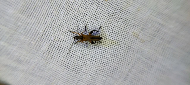 Oedemera podagrariae - székfű-álcincér
