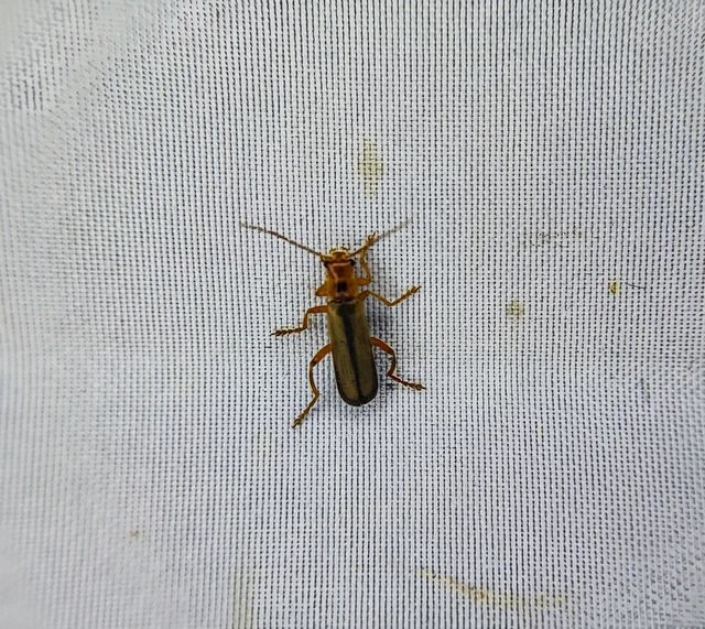 Metacantharis discoidea - fenyves-lágybogár