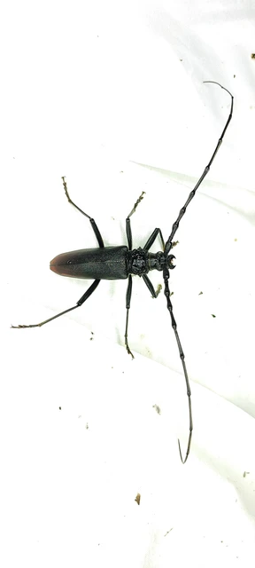 Cerambyx cerdo - nagy hőscincér