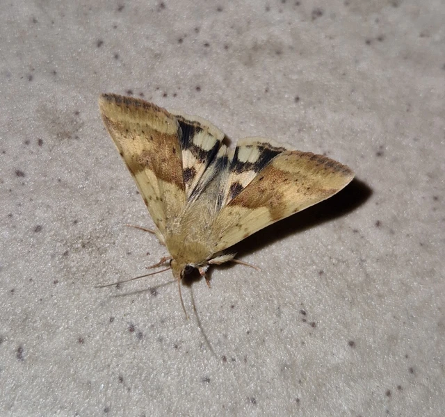 Heliothis viriplaca - mácsonyabagoly