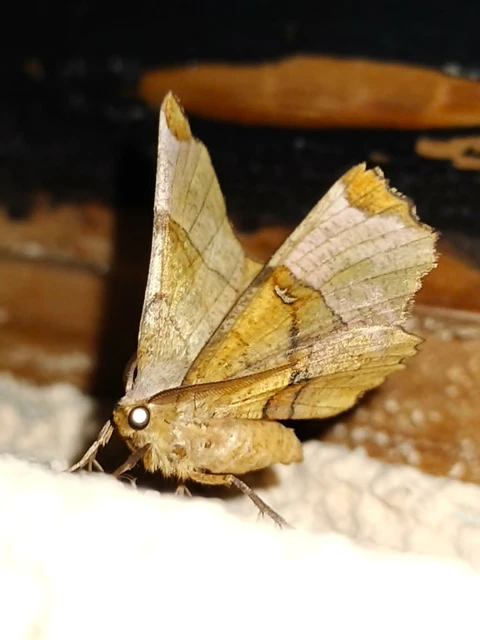 Selenia lunularia - egyfoltos holdasaraszoló